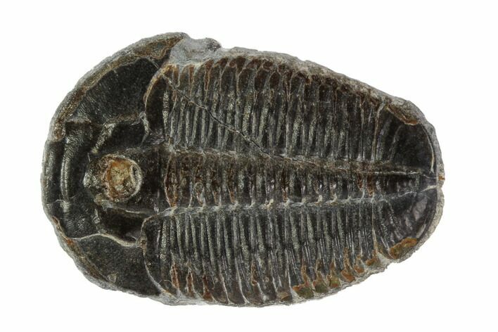 Elrathia Trilobite Fossil - Utah #96039